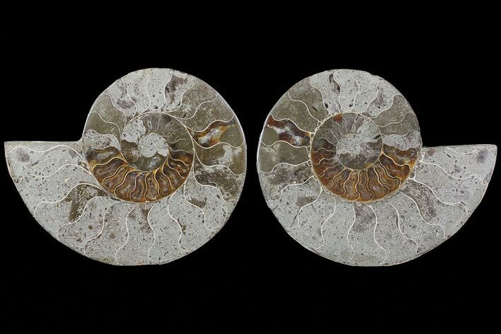 Bargain, Cut & Polished Ammonite Fossil #73953